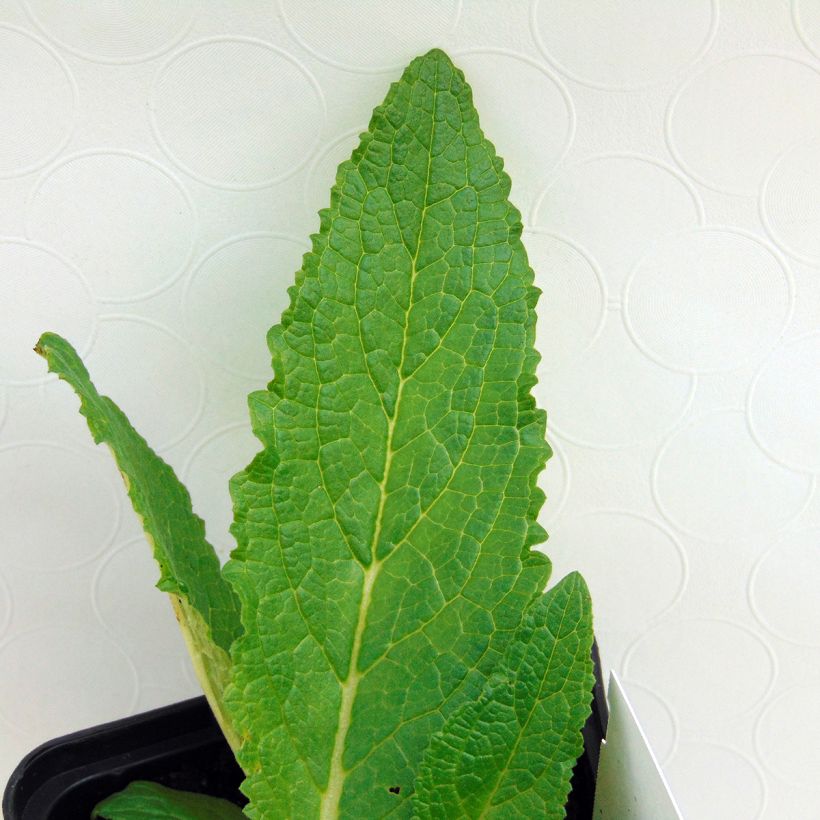 Verbascum phoeniceum Flush of White - Mullein (Foliage)