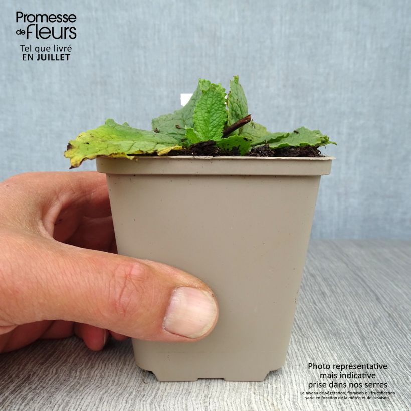 Verbascum phoeniceum Flush of White - Mullein 8/9 cm pot sample as delivered in summer