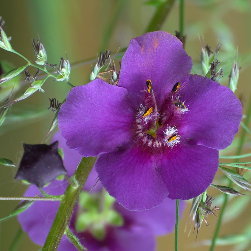Verbascum phoeniceum Violetta - Mullein (Flowering)