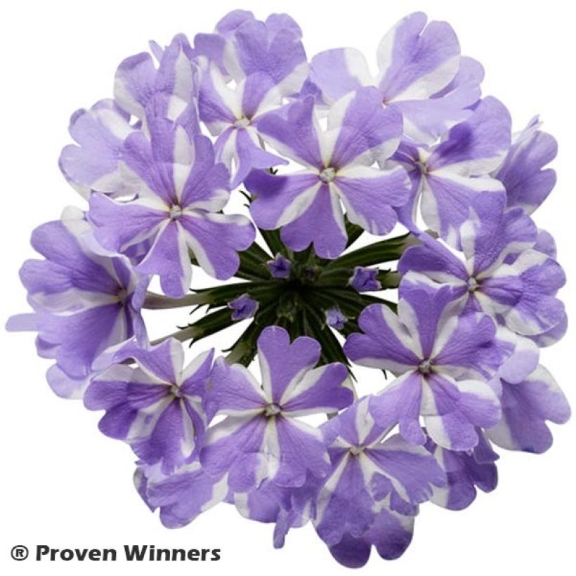 Verbena hybrida Virgo Lavender Star (Flowering)