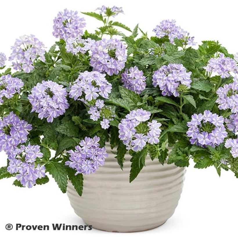 Verbena hybrida Virgo Lavender Star (Plant habit)