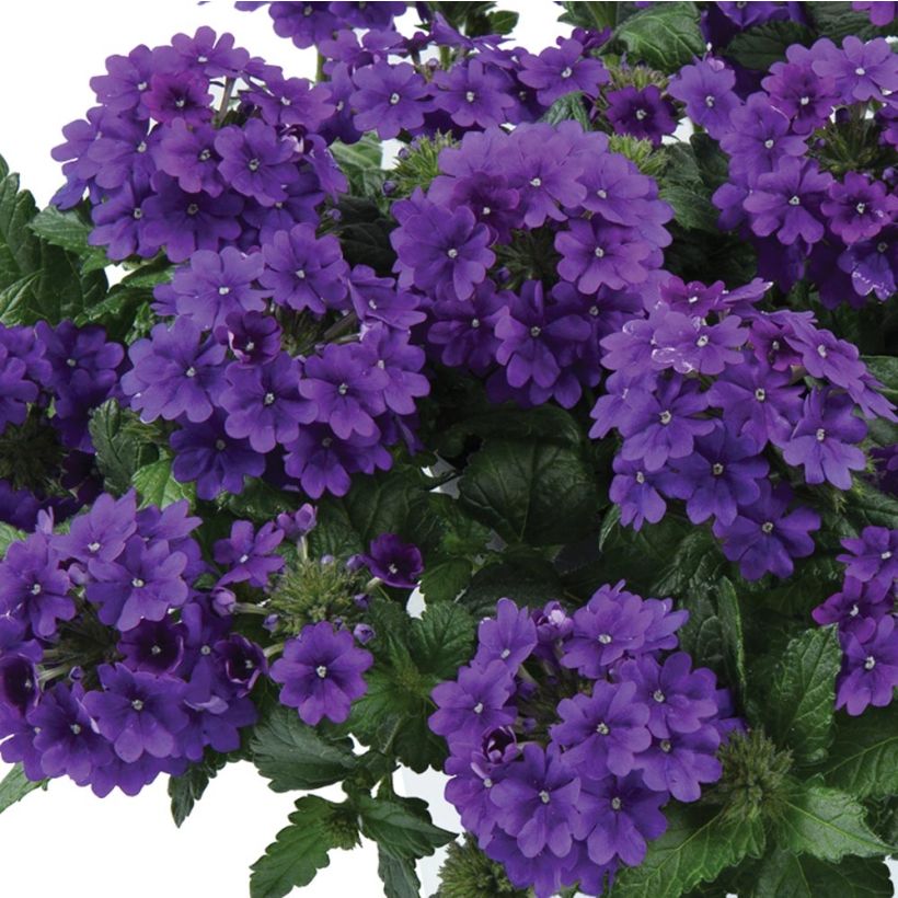 Verbena hybrida Virgo up Purple (Flowering)