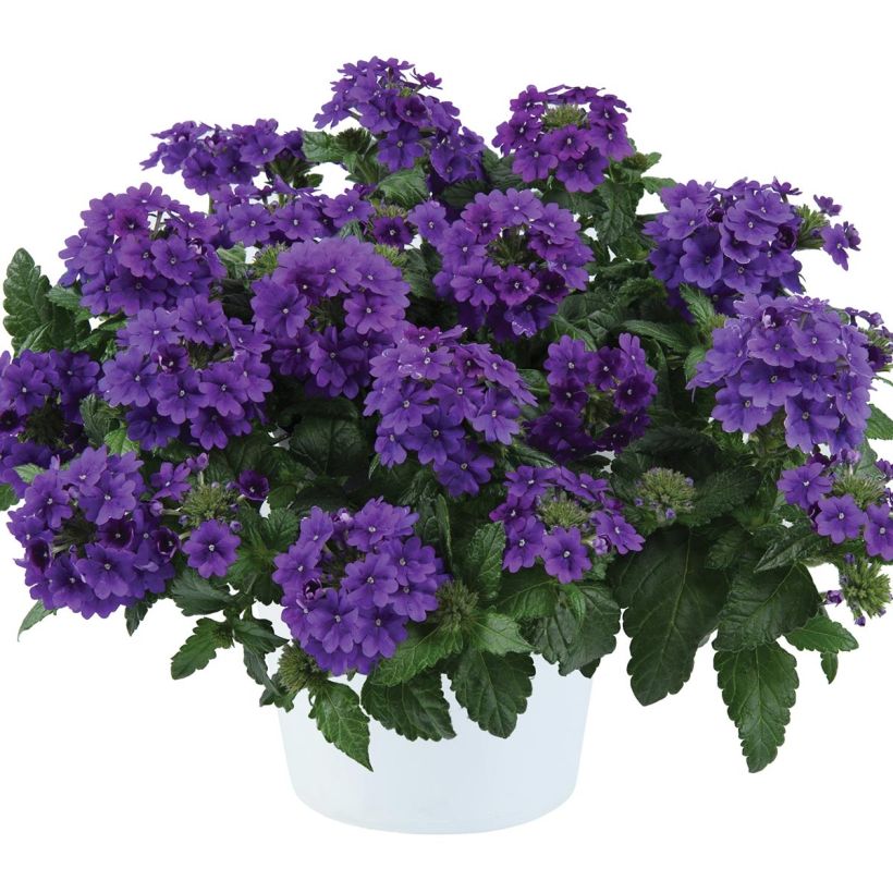 Verbena hybrida Virgo up Purple (Plant habit)