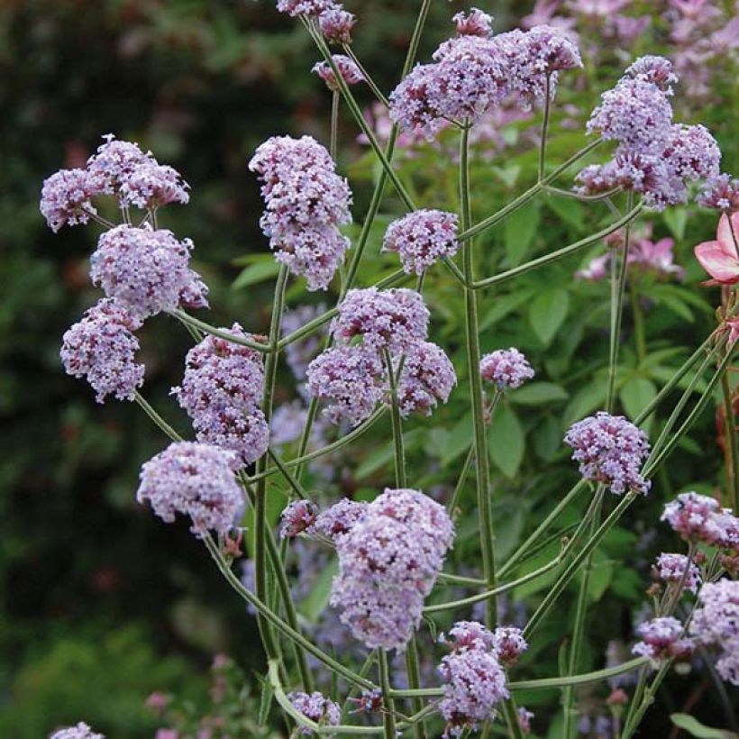 Verbena bonariensis Cloud (Flowering)