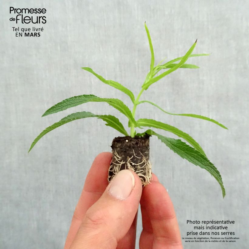 Verbena bonariensis Cloud Plug plant 1.5/2.5 cm sample as delivered in spring
