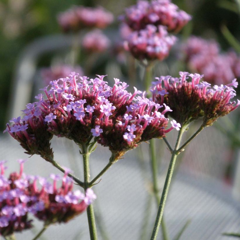 Verbena bonariensis Lollipop (Flowering)