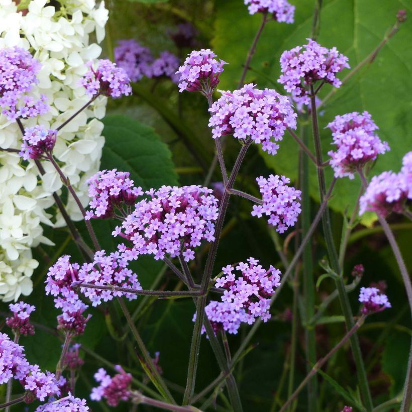 Verbena bonariensis Lollipop (Plant habit)