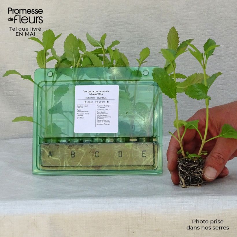 Verbena bonariensis - Purple Top Plug plant 3/4cm sample as delivered in spring