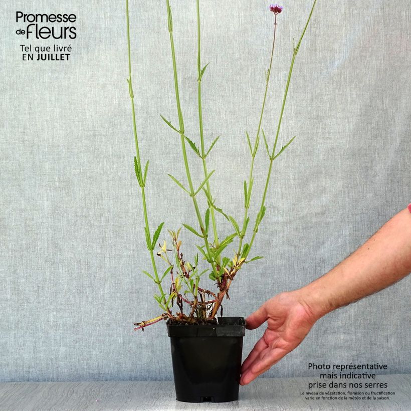 Verbena bonariensis - Purple Top 2L/3L pot sample as delivered in summer