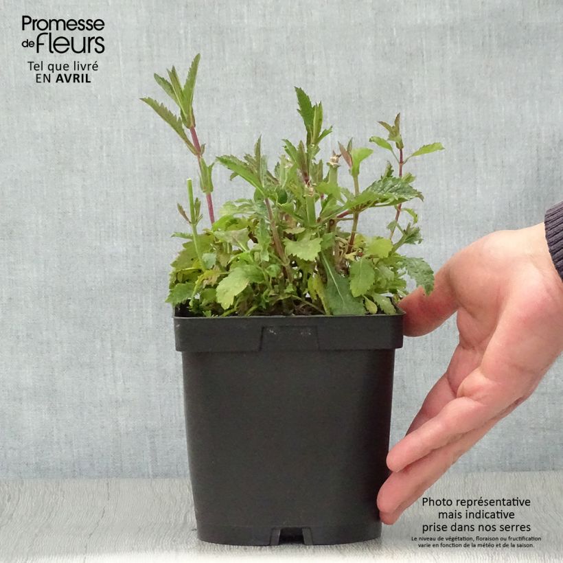 Verbena bonariensis - Purple Top sample as delivered in spring