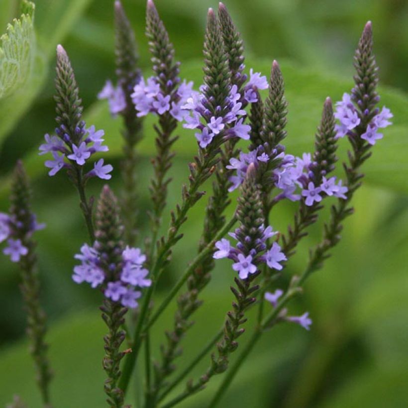 Verbena hastata  (Flowering)