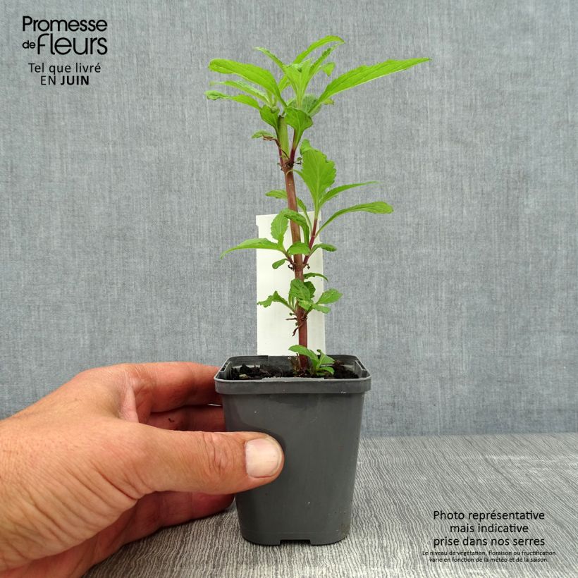 Verbena hastata Blue Spires 8/9 cm pot sample as delivered in summer