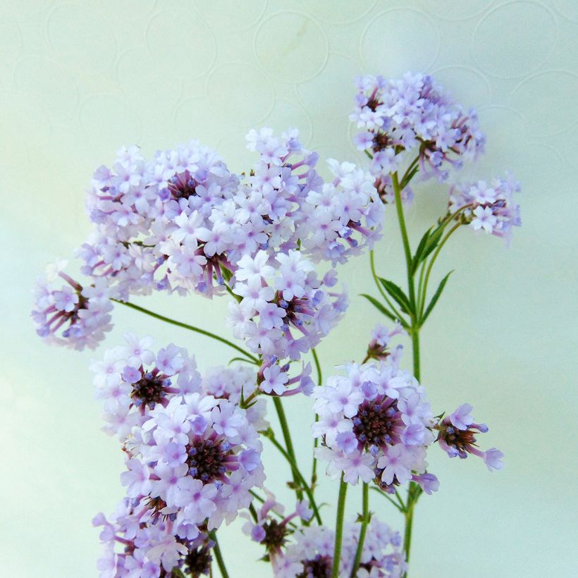 Verbena Polaris (Flowering)