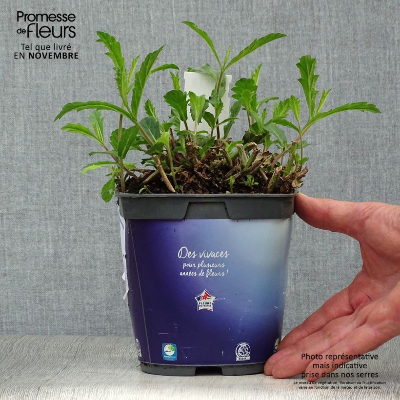 Verbena rigida Venosa 2L/3L pot sample as delivered in autumn
