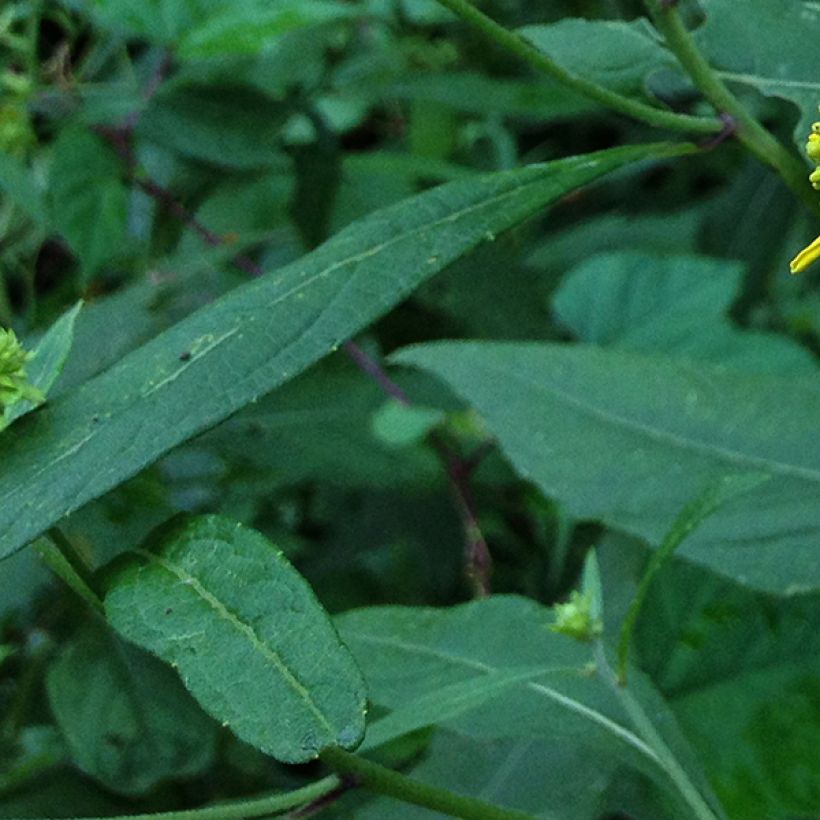 Verbesina alternifolia - Ironweed (Foliage)