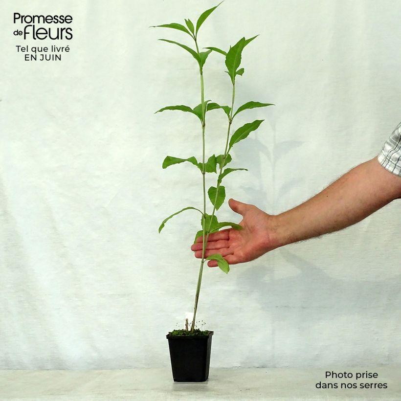 Verbesina alternifolia - Ironweed 8/9 cm pot sample as delivered in summer