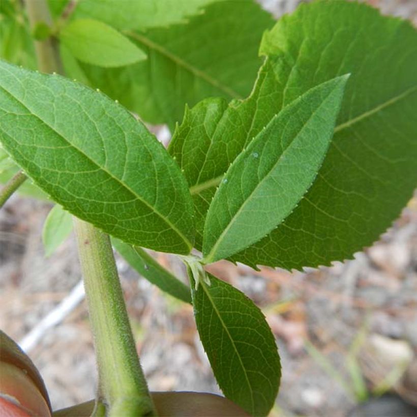 Vernonia baldwinii - Ironweed (Foliage)