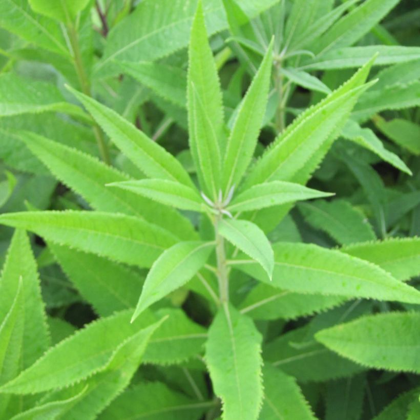 Vernonia crinita var. alba - Ironweed (Foliage)