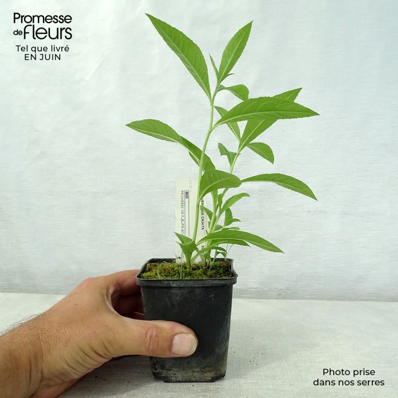 Vernonia crinita - Ironweed 8/9 cm pot sample as delivered in summer