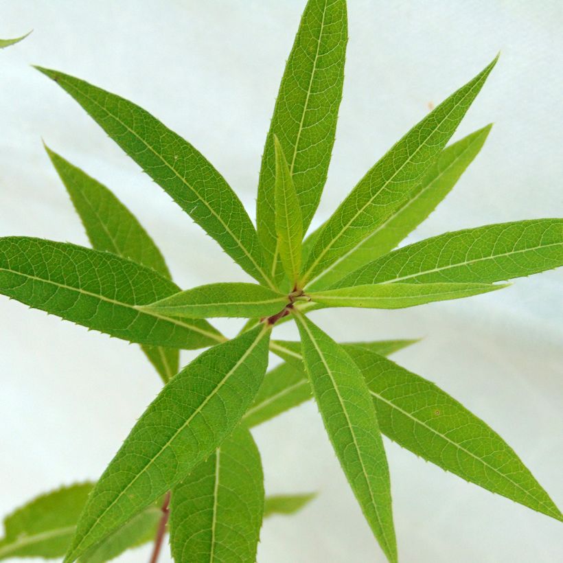 Vernonia crinita Mammuth - Ironweed (Foliage)