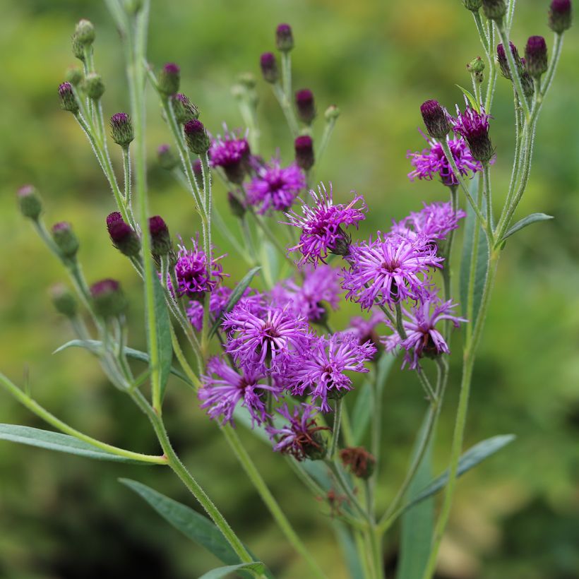 Vernonia crinita - Ironweed (Flowering)