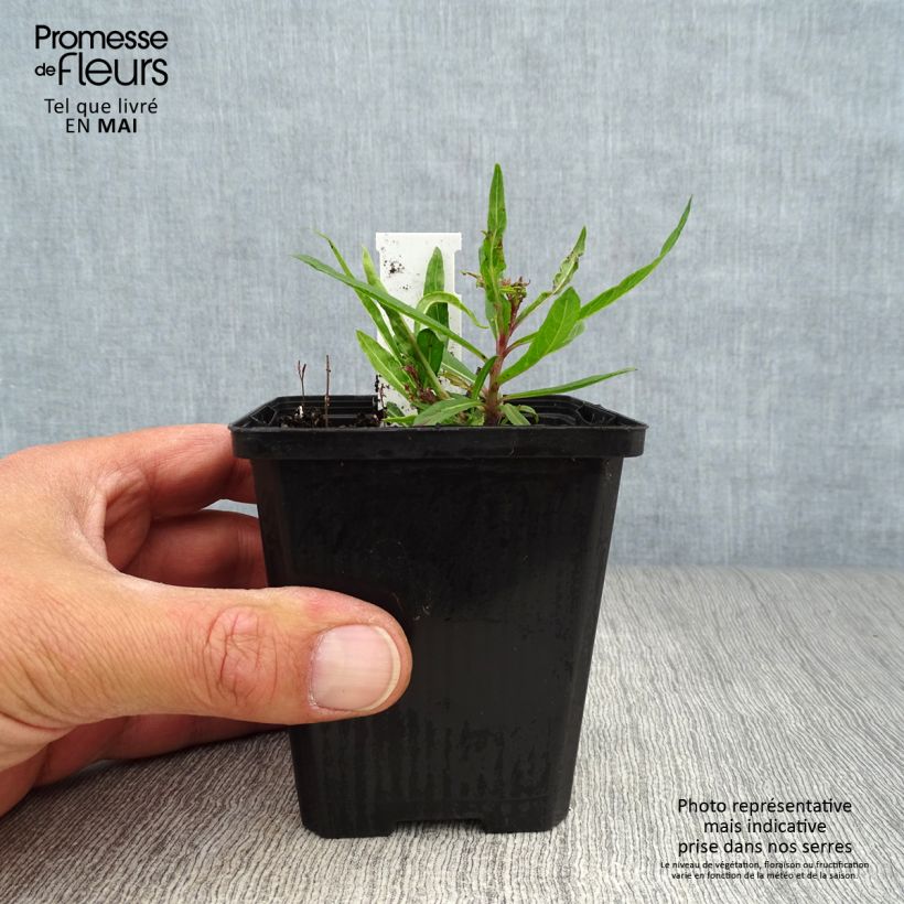 Vernonia lettermannii - Ironweed 8/9 cm pot sample as delivered in spring