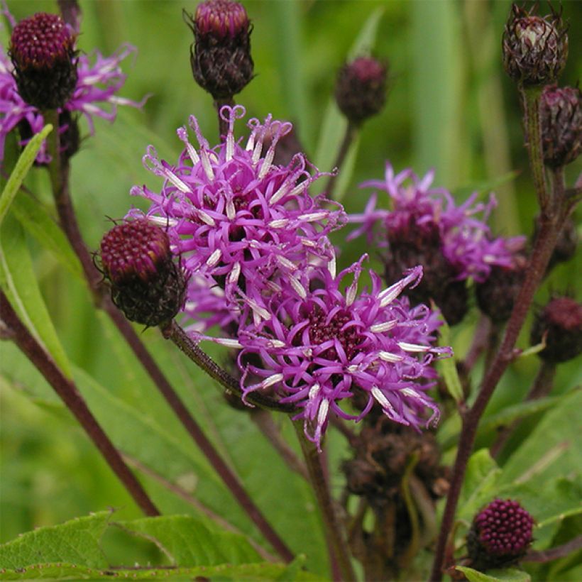 Vernonia noveboracensis - Ironweed (Flowering)