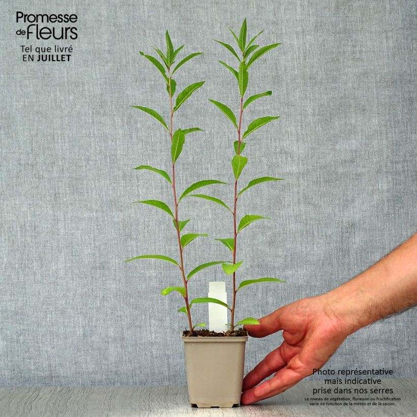 Vernonia noveboracensis - Ironweed 8/9 cm pot sample as delivered in summer
