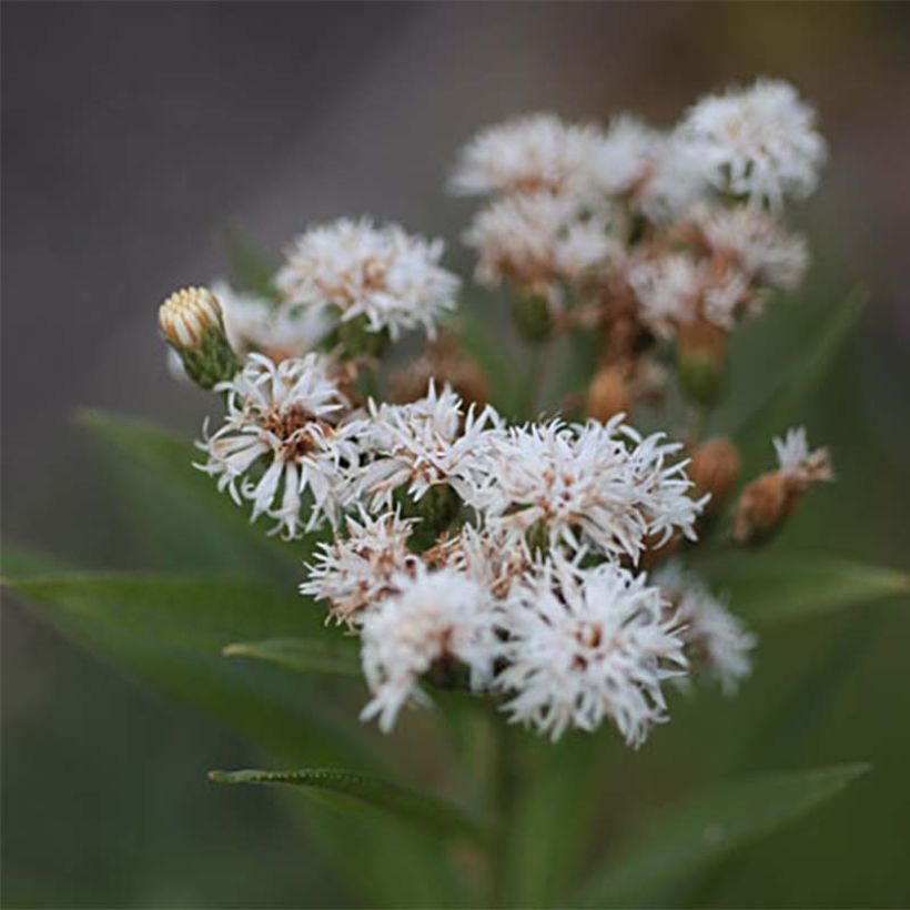 Vernonia noveboracensis White Lightning - Ironweed (Flowering)