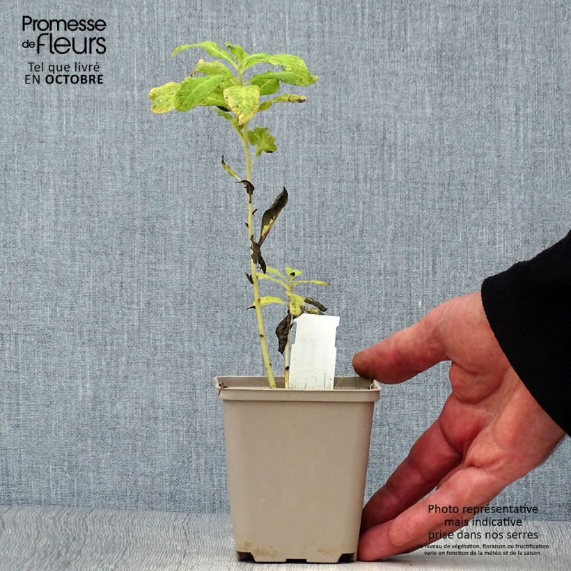 Vernonia noveboracensis White Lightning - Ironweed 8/9 cm pot sample as delivered in autumn
