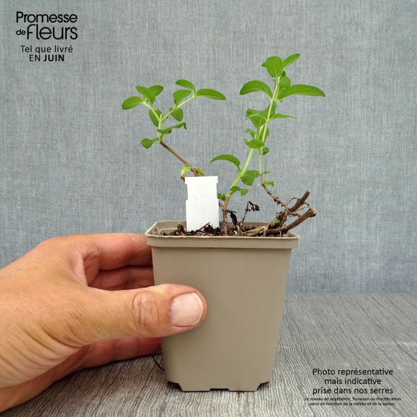 Veronica media First Match 8/9 cm pot sample as delivered in summer