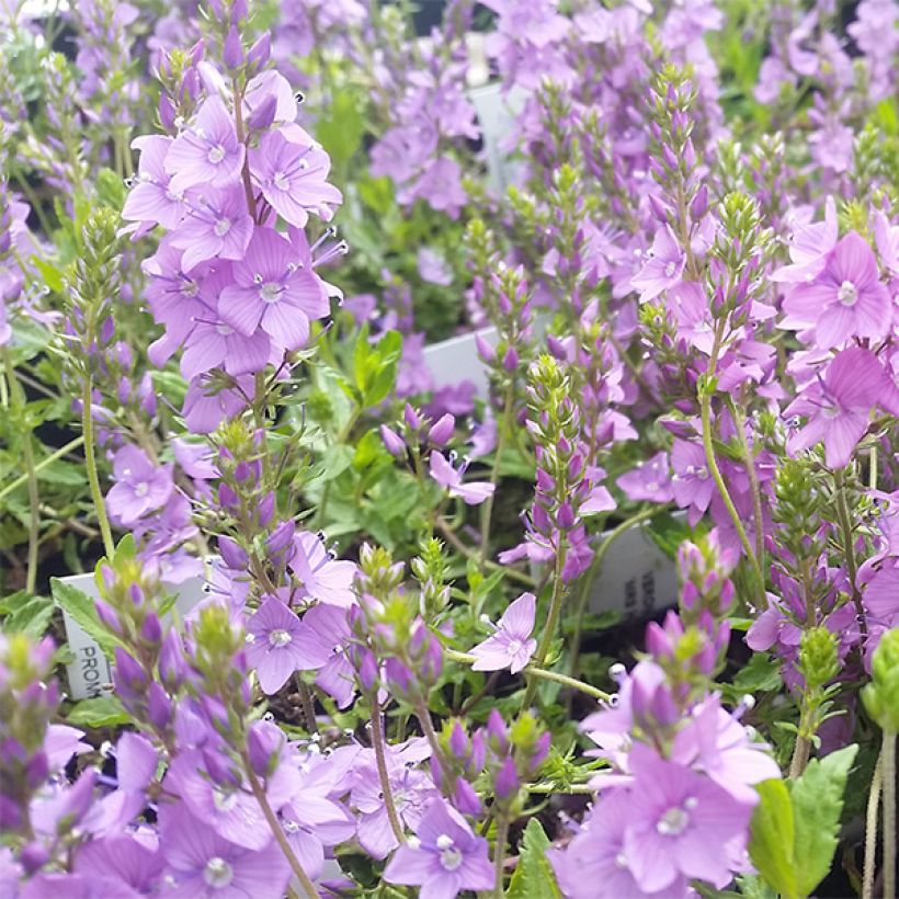 Veronica prostrata Mrs Holt (Flowering)