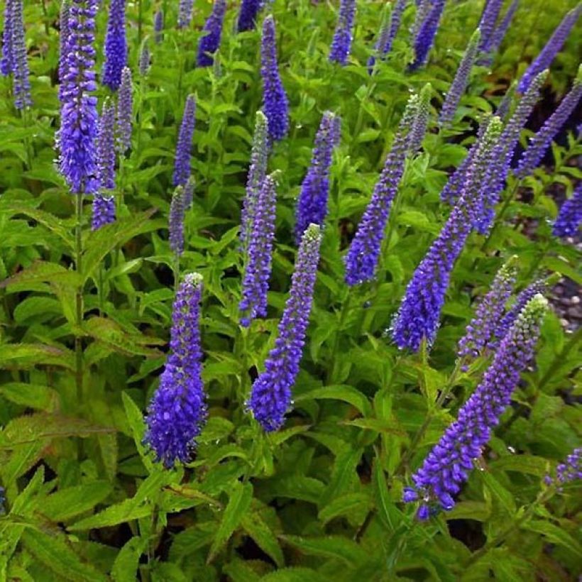 Veronica Sunny Border Blue (Plant habit)