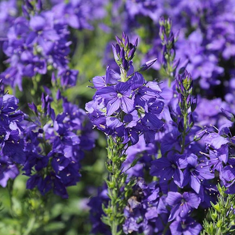 Veronica austriaca Knallblau (Flowering)