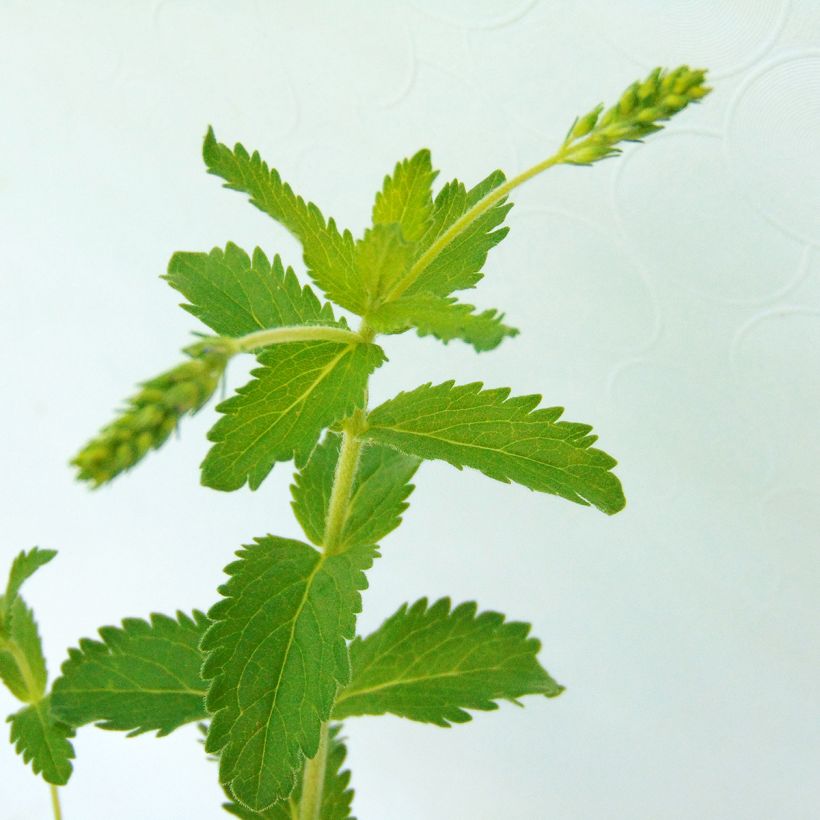 Veronica austriaca Knallblau (Foliage)