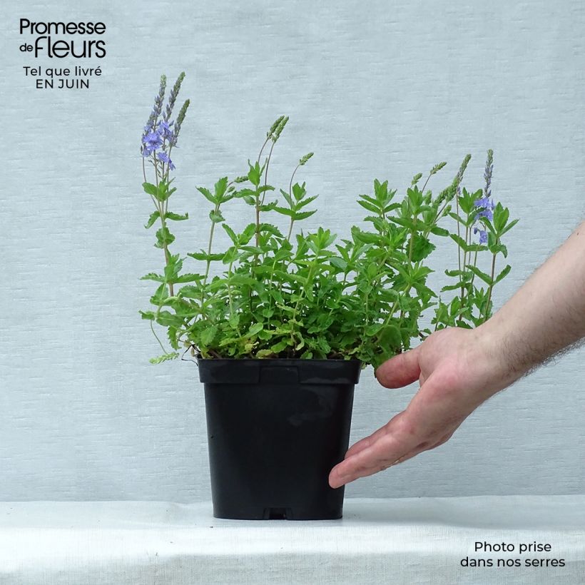 Veronica austriaca Royal Blue 2L/3L pot sample as delivered in summer