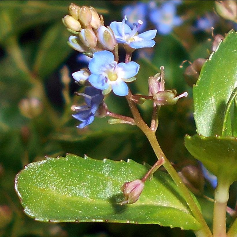 Veronica beccabunga (Flowering)