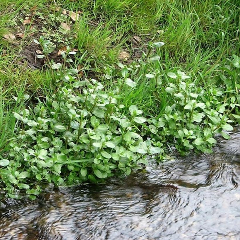 Veronica beccabunga (Plant habit)