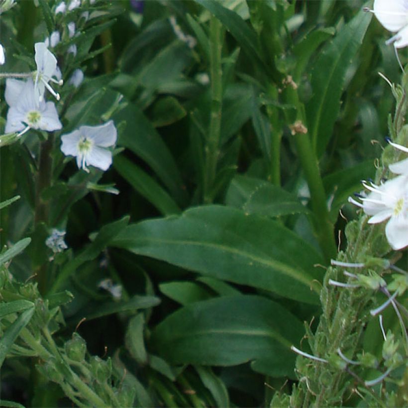 Veronica gentianoides (Foliage)