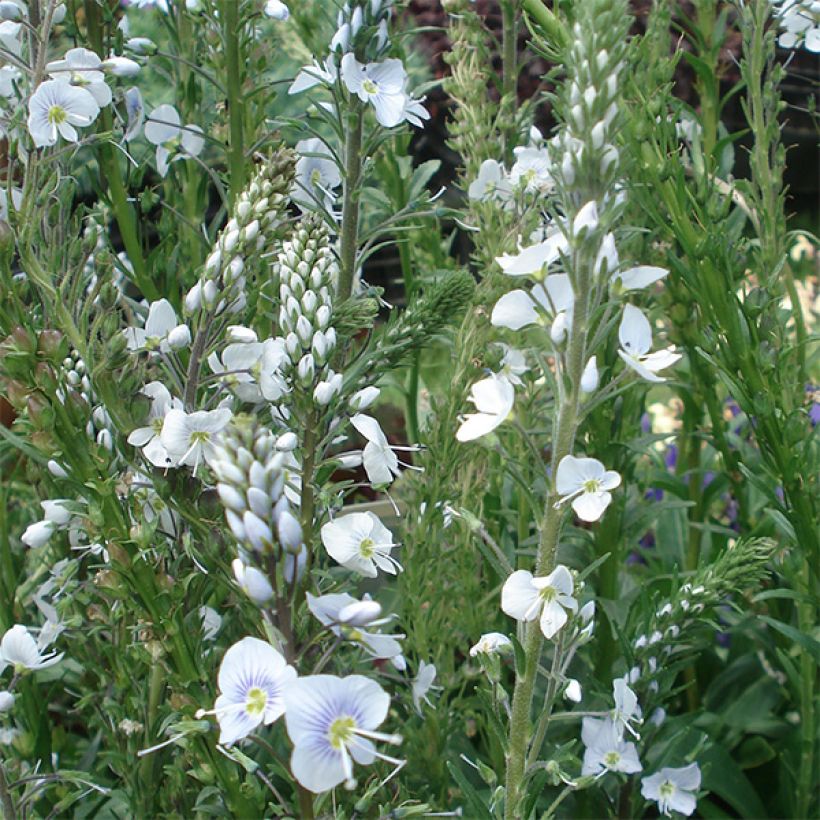 Veronica gentianoides (Flowering)