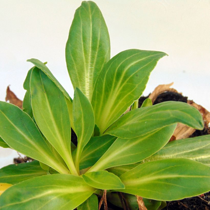 Veronica gentianoides Barbara Sherwood (Foliage)