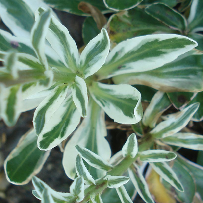 Veronica gentianoides Variegata (Foliage)