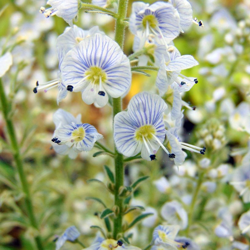 Veronica gentianoides Variegata (Flowering)