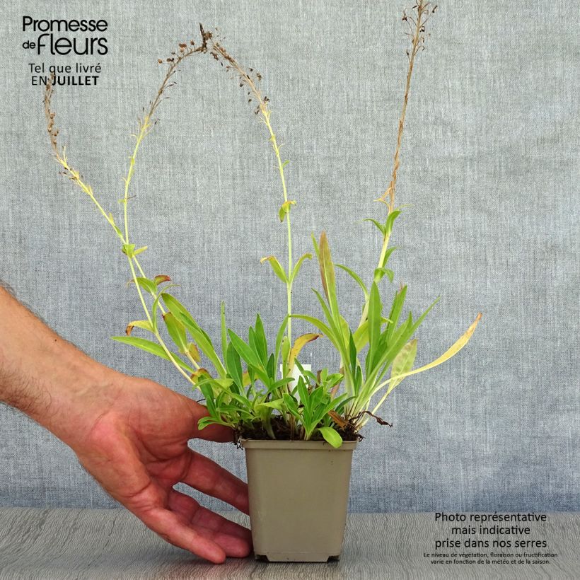 Veronica gentianoides 8/9 cm pot sample as delivered in summer