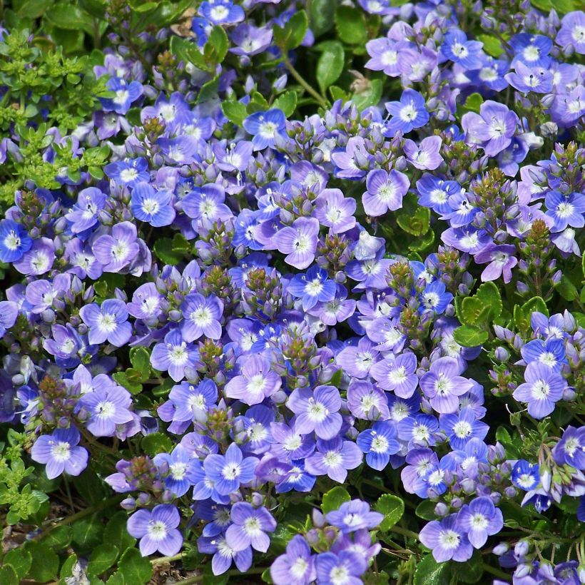 Veronica liwanensis (Flowering)