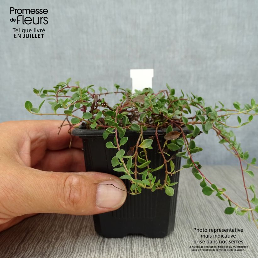 Veronica liwanensis 8/9 cm pot sample as delivered in summer