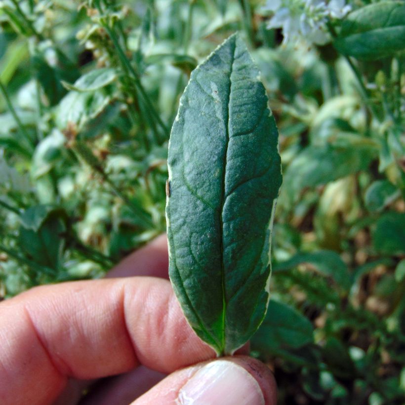 Veronica longifolia Charlotte (Foliage)