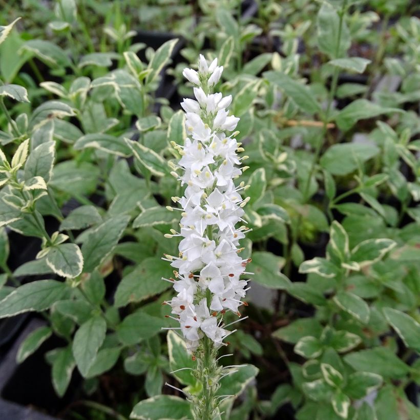 Veronica longifolia Charlotte (Flowering)