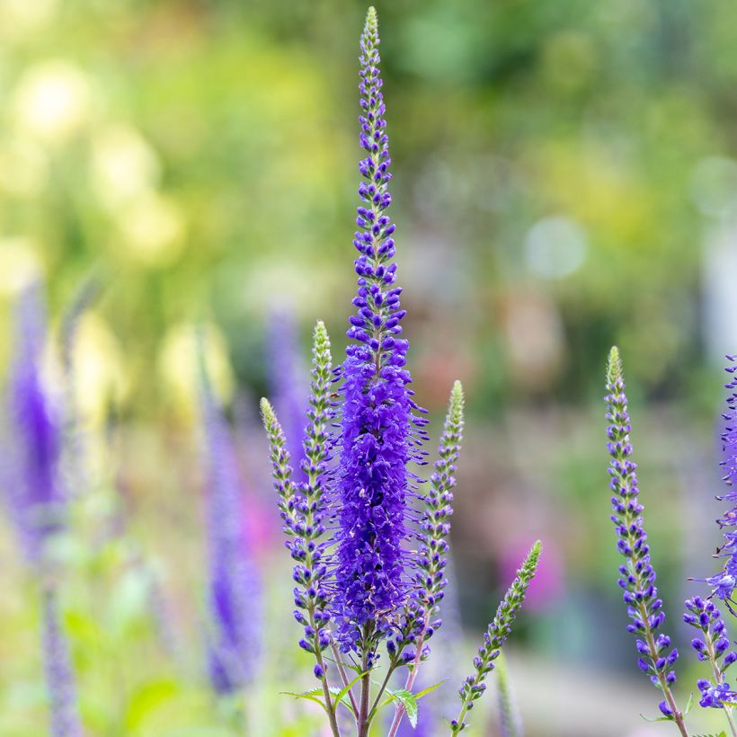 Veronica longifolia First Glory (Flowering)