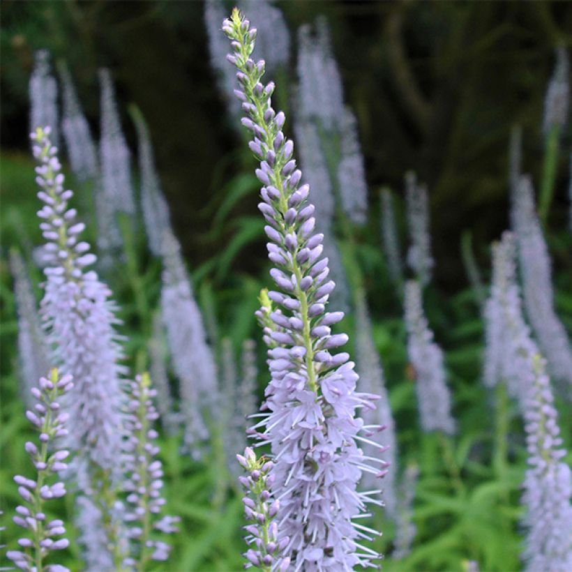 Veronica longifolia Lila Karina (Flowering)